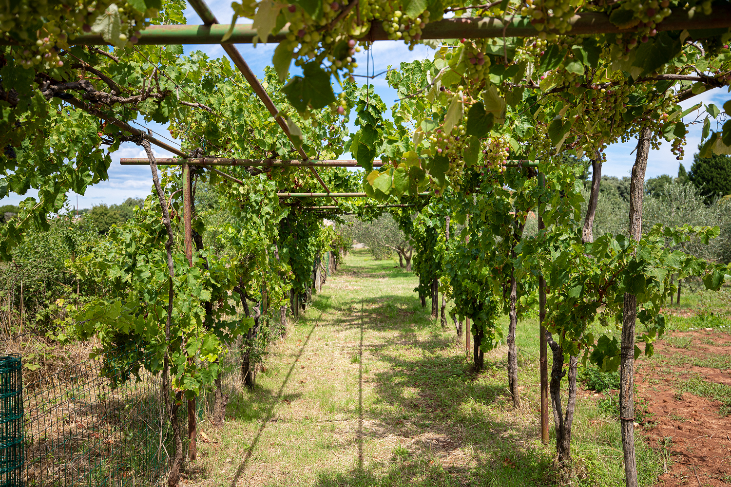 Villa Cvita in Šišan mit privatem Pool und Sommerküche